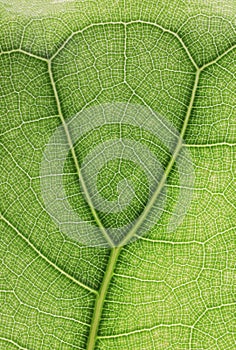 Ficus lyrate leaf texture