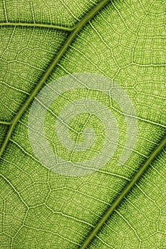 Ficus lyrate leaf texture