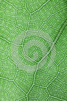Ficus lyrate leaf texture
