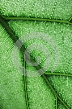 Ficus lyrate leaf texture