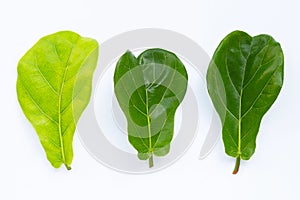 Ficus lyrate leaves on white