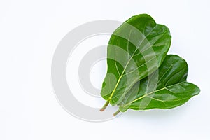 Ficus lyrate leaves on white