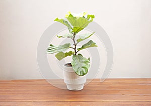 Ficus lyrate tree in cement pot