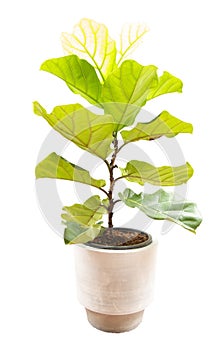 Ficus lyrate tree isolated