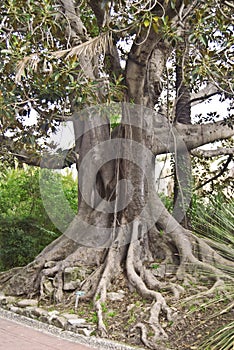Ficus macrophylla photo