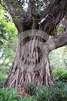 Ficus macrophylla, Australian banyan or Moreton Bay Fig