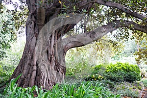 Ficus macrophylla, Australian banyan or Moreton Bay Fig