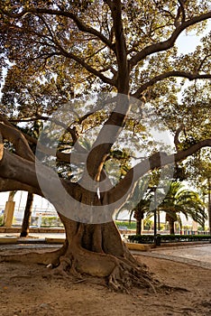 Ficus macrophylla, commonly known as Moreton Bay fig, Australian fig or Australian bay tree. detail of branches and roots