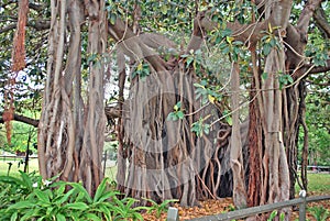 Ficus macrophylla f. columnaris with distinguishing feature of its lack of a single main trunk. photo