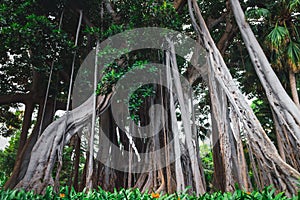 Ficus macrophylla f. columnaris, La estrategia del gigante, giant trees growing in tropical parc photo