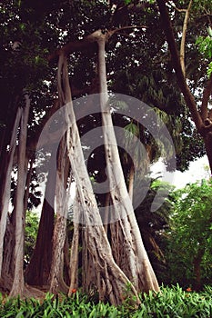 Ficus macrophylla f. columnaris, La estrategia del gigante, giant trees growing in tropical parc