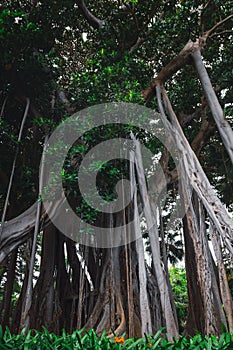 Ficus macrophylla f. columnaris, La estrategia del gigante, giant trees growing in tropical parc