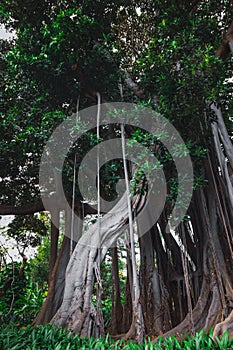 Ficus macrophylla f. columnaris, La estrategia del gigante, giant trees growing in tropical parc photo