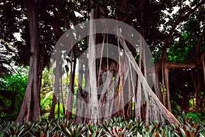 Ficus macrophylla f. columnaris, La estrategia del gigante, giant trees growing in tropical parc photo