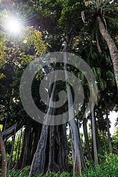 Ficus macrophylla f. columnaris, La estrategia del gigante, giant trees growing in tropical parc photo