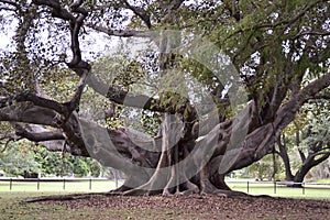 Ficus macrophylla, Moreton Bay Fig, Strangler Fig, Australia photo