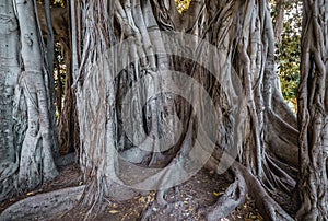 Ficus macrophylla in Palermo photo