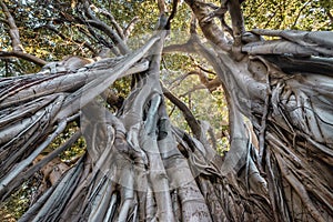 Ficus macrophylla in Palermo photo