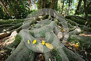 Ficus macrophylla trunk and roots close up