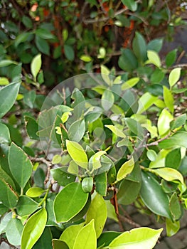 Ficus malacocarpa photo