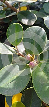 Ficus malacocarpa photo