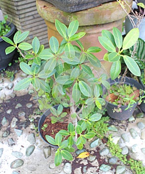 Ficus malacocarpa photo Plants photo