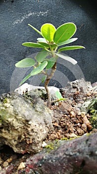 Ficus malacocarpa plant photo