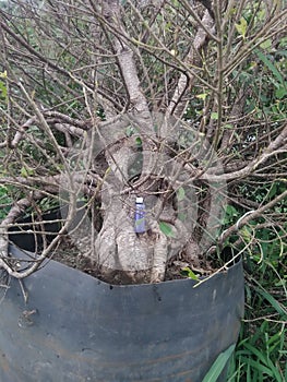 Ficus micro carpa bonsai