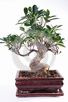 Ficus microcarpa