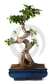 Ficus microcarpa (bonsai)