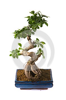 Ficus microcarpa (bonsai)