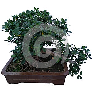 Ficus microcarpa bonsai with white background