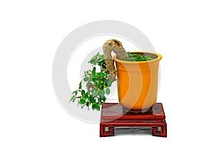 Ficus microcarpa bonsai plant