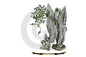 Ficus microcarpa bonsai plant