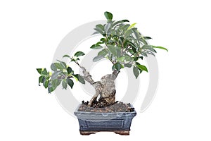 Ficus microcarpa bonsai in training