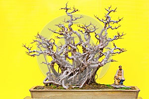 Ficus microcarpa or chinese banyan bonsai plant