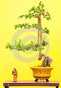 Ficus microcarpa or chinese banyan bonsai plant