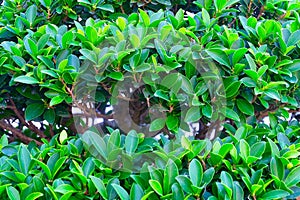 Ficus Microcarpa or Chinese Banyan Tree Background