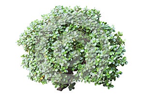 Ficus microcarpa isolated on white background.