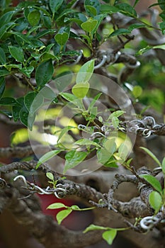 Ficus microcarpa (Ficus malacocarpa, Chinese banyan, Malayan banyan, Indian laurel, curtain fig, gajumaru, Kimeng) photo