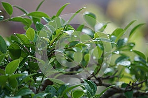 Ficus microcarpa (Ficus malacocarpa, Chinese banyan, Malayan banyan, Indian laurel, curtain fig, gajumaru, Kimeng) photo