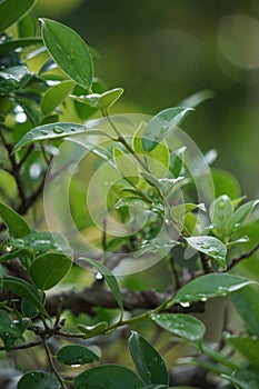 Ficus microcarpa (Ficus malacocarpa, Chinese banyan, Malayan banyan, Indian laurel, curtain fig, gajumaru, Kimeng) photo