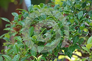 Ficus microcarpa (Ficus malacocarpa, Chinese banyan, Malayan banyan, Indian laurel, curtain fig, gajumaru, Kimeng) photo