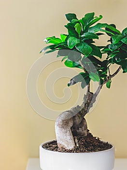 Ficus microcarpa ginseng in a white pot. Stylish and simple plants for modern desk