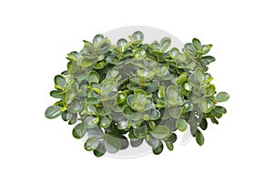 Ficus microcarpa isolated on white background.