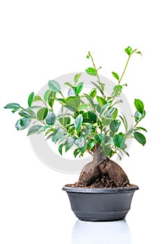 Ficus microcarpa. Ornamental green plant for home interior grown in a pot, isolated on white background