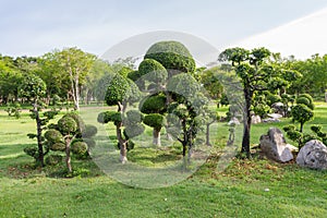 Ficus Microcarpa in the park