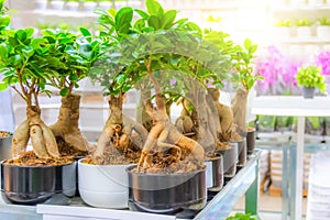 Ficus microcarpa on store shelves sale of indoor plants