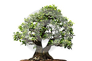 Ficus Microcarpa tree