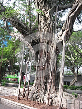 Ficus Microcarpus tree, Nathan street, Tsim Sha Tsui photo